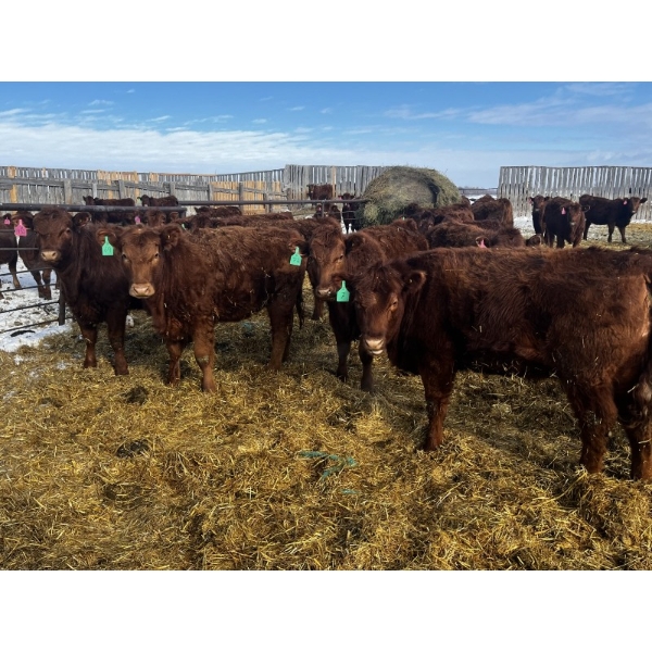 Kris Springer - 50 November Delivery Red Angus X Bred Heifers (Foam Lake, SK)