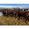 Image 1 : Kris Springer - 50 November Delivery Red Angus X Bred Heifers (Foam Lake, SK)