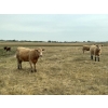 Image 5 : Crisp Ranches - 920# September Delivery Grass Heifers - 136 Head (Monitor, AB)