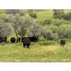 Image 8 : Starland Colony - 680# October Delivery Steer Calves - 60 Head (Drumheller, AB)