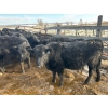 Image 8 : TV Bar Farms Ltd. - 680# March/April Delivery Steers - 80 Head (Goodlands, MB)