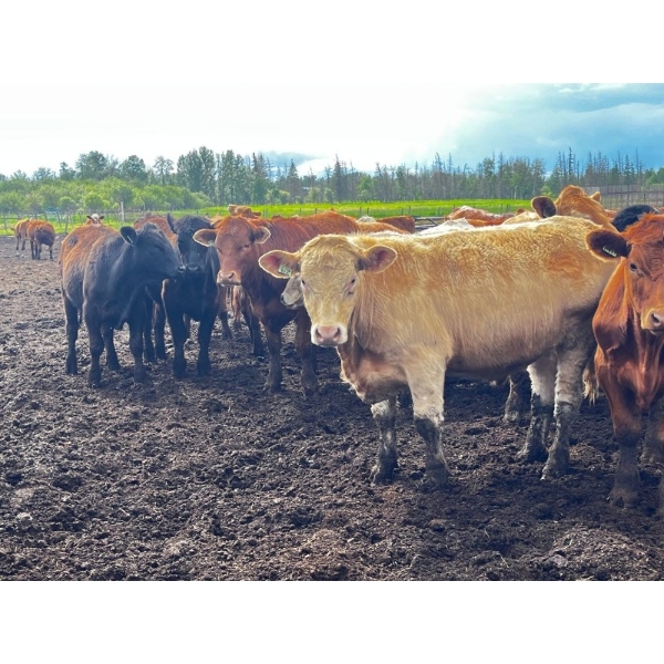 Klause Farms - 850# June Delivery Steers - 110 Head (Onoway, AB)