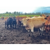 Image 1 : Klause Farms - 850# June Delivery Steers - 110 Head (Onoway, AB)