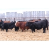 Image 4 : Riverside Farms - 765# January Delivery Steers - 80 Head (Glen Ewen, SK) VBP+