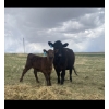 Image 9 : P&B Van Schothorst - 30 Black/BBF 1st Calf Heifer Pairs (Blackie, AB)