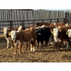 Image 4 : South Ridge Simmentals - 580# Jan/Feb Delivery Heifers - 105 Head (Monarch, AB)