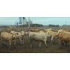 Image 7 : Amber Mountain Farms - 685# July Delivery Heifers - 87 Head (Vauxhall, AB)