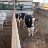 Image 2 : Idaho Dairies/Ranches - 15 Cows (Burley, ID)
