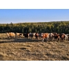 Image 2 : Lazy S Four Ranches - 1015# October Delivery Grass Heifers - 244 Head (Donalda, AB)