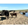 Image 5 : Mackie Ranch - 530# October Delivery Steer Calves - 100 Head (Valjean, SK)