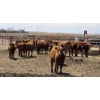 Image 6 : Cattlewood Farms Ltd. - 750# May Delivery Heifers - 100 Head (Swalwell, AB)