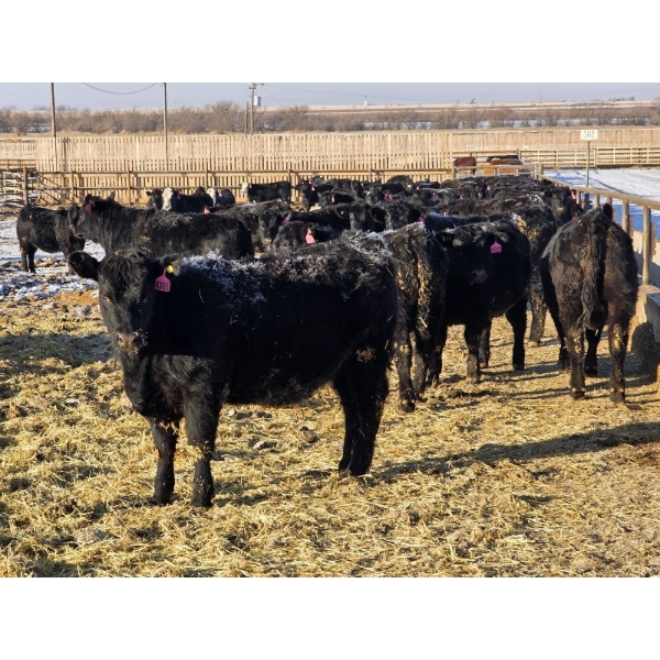 Cattlewood Farms Ltd. - 860# February Delivery Heifers - 70 Head (Vauxhall, AB)