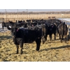 Image 1 : Cattlewood Farms Ltd. - 860# February Delivery Heifers - 70 Head (Vauxhall, AB)