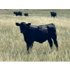 Image 13 : L & J Murray Ranches - 580# October Delivery Steer Calves - 90 Head (Picture Butte, AB)