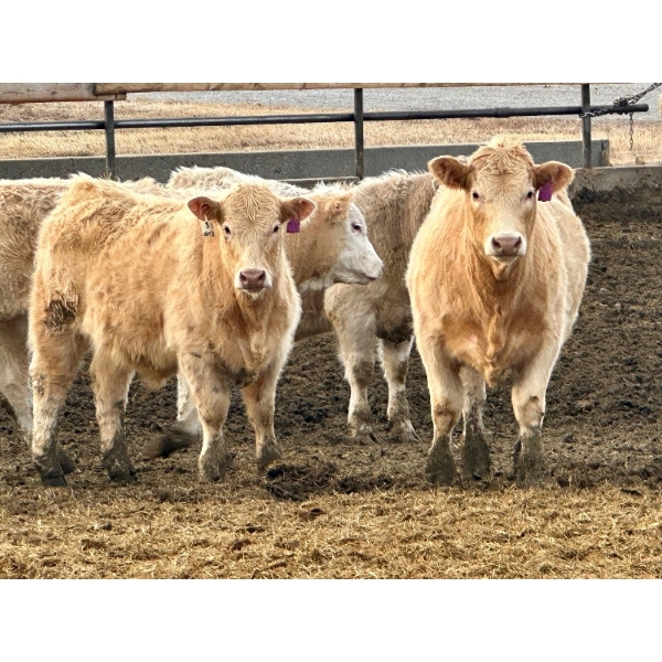 In The Coulee Ranch - 816# February Delivery Steers - 71 Head (Pincher Creek, AB)