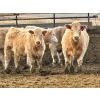 Image 1 : In The Coulee Ranch - 816# February Delivery Steers - 71 Head (Pincher Creek, AB)