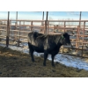 Image 1 : Fox Cattle Co. - 8 Bred Heifers (Pen 515B)