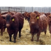 Image 6 : RBD Ranch - 950# February Delivery Steers - 62 Head (Milestone, SK)