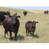 Image 4 : Blooming Enterprises Ltd. - 565# October Delivery Heifer Calves - 65 Head (Gladmar, SK)