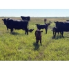 Image 7 : Hobman Livestock - 525# October Delivery Heifer Calves - 110 Head (Nokomis, SK)