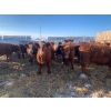 Image 5 : Greg & Cole Johnson - 810# Replacement Heifers - 74 Head (Vogar, MB)