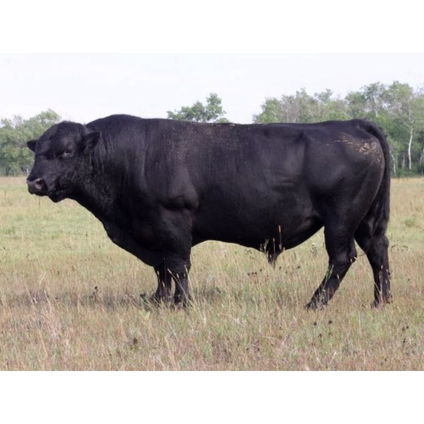 Edie Creek Titan 123F