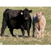Image 3 : GW Murray Ranches - 630# November Delivery Heifer Calves - 90 Head (Rolling Hills, AB)