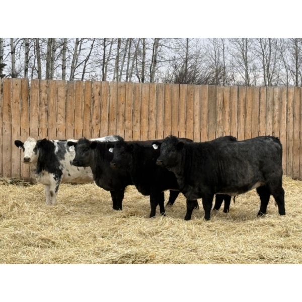 Marcinek Cattle Company - 4 Blue Roan Bred Heifers (Condor, AB)