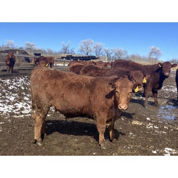 Hawk Ranching - 930# March Delivery Steers - 67 Head (Parkland, AB)