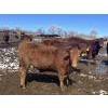 Image 1 : Hawk Ranching - 930# March Delivery Steers - 67 Head (Parkland, AB)