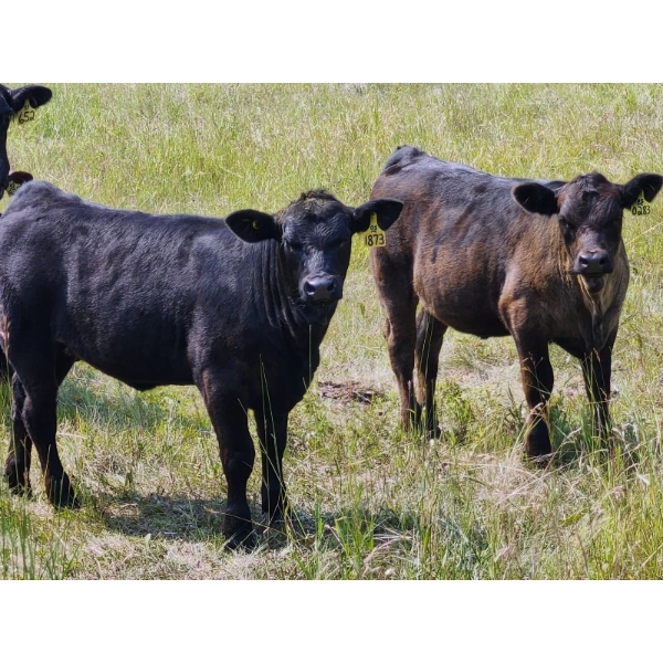 Owen Salisbury - 550# October Delivery Heifer Calves - 55 Head (Norquay, SK)