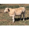 Image 4 : Elder Charolais - 720# October Delivery Steer Calves - 30 Head (Moose Jaw, SK)