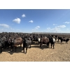 Image 2 : Cunningham Cattle Co. - 985# September Delivery Heifers - 165 Head (Rhein, SK)