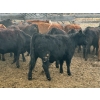 Image 7 : DJ Fridlington - 720# May Delivery Heifers - 82 Head (Kersley, BC)