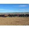 Image 3 : 6U Cattle Company - 980# July Delivery Steers - 64 Head (Manning, AB)