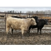 Image 3 : Jason Szymanek - 780# April Delivery Steers - 78 Head (Stauffer, AB)