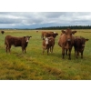 Image 8 : Out West Ranches Ltd. - 610# October Delivery Steer Calves - 100 Head (Williams Lake, BC)