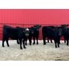Image 7 : Turtleview Livestock - 750# March Delivery Steers - 79 Head (Goodlands, MB) VBP+