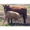 Image 10 : MacMillan Farming Co. - 535# July Delivery Heifer Calves - 180 Head (Cayley, AB) VBP+