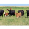 Image 2 : Johnson Livestock - 34 Exotic X Cow/Calf Pairs (Peebles, SK)