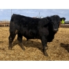 Image 10 : Van Hall Cattle Co. - 925# April Delivery Steers - 128 Head (Scandia, AB)