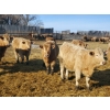 Image 5 : Forbes Bros. Ranching - 870# March Delivery Steers - 340 Head (Senlac, SK)