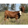 Image 5 : Mike & Kelly Petersen - 760# October Delivery Steer Calves - 82 Head (Sundre, AB)