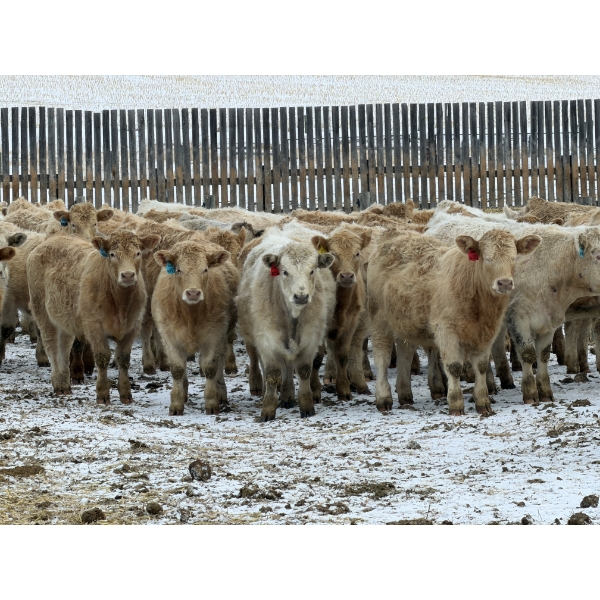 McKenzie Ranch - 820# March Delivery Steers - 73 Head (Delisle, SK)