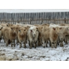 Image 1 : McKenzie Ranch - 820# March Delivery Steers - 73 Head (Delisle, SK)