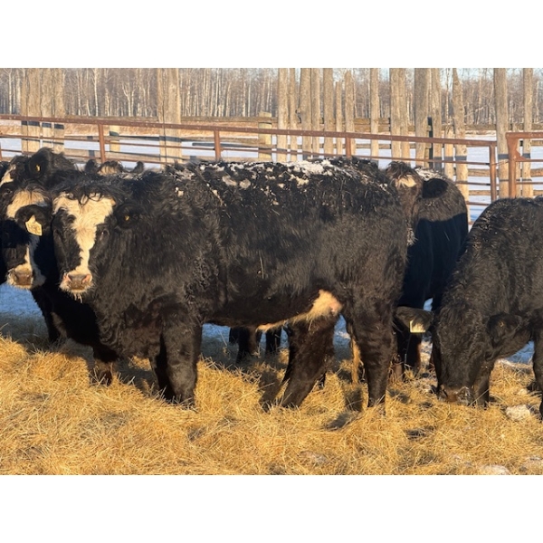 Salty Fox Farms - 50 Black Simm X Bred Heifers (Fork River, MB)