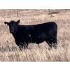 Image 7 : C.R. Fullerton - 725# Oct/Nov Delivery Steer Calves - 86 Head (Lundbreck, AB)