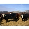 Image 6 : Van Hall Cattle Co. - 1000# April Delivery Steers - 180 Head (Scandia, AB)
