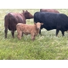 Image 2 : Westview Cattle Co. - 525# November Delivery Steer Calves - 90 Head (Consort, AB)