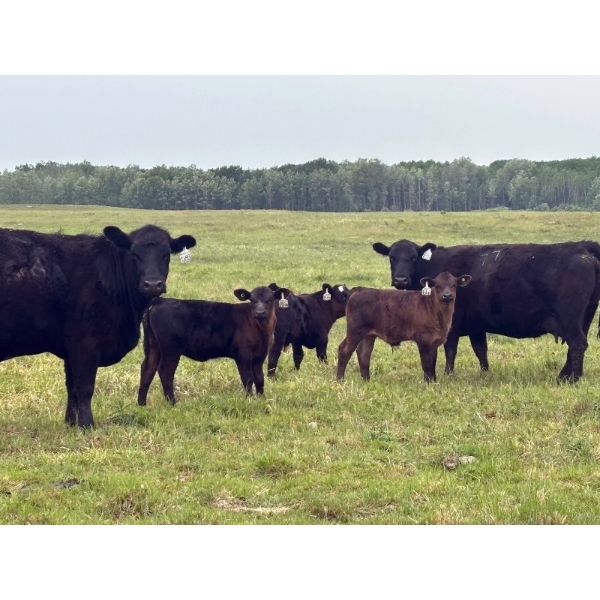 Franklin Cattle Co. - 600# December Delivery Heifer Calves - 200 Head (Marwayne, AB)